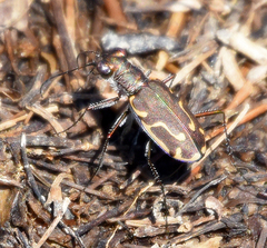 Cicindela tenuisignata