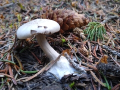 Clitocybe glacialis