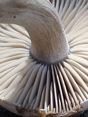 Clitocybe glacialis