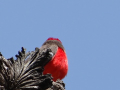 Pyrocephalus rubinus