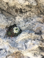 Androsace hausmannii