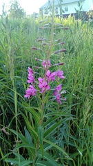 Chamaenerion angustifolium