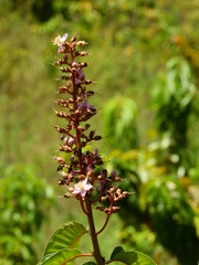 Mahurea palustris