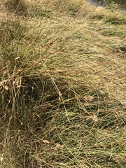 Divisae