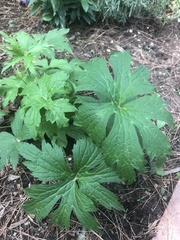 Anemonastrum canadense