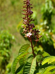 Mahurea palustris
