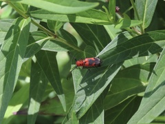 Tetraopes melanurus