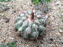 Thelocactus hexaedrophorus