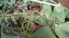 Eryngium foetidum