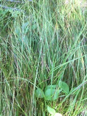Carex trisperma