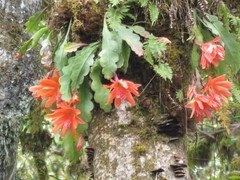 Hylocereeae