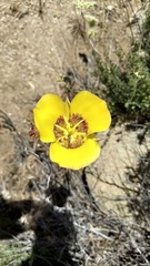 Calochortus concolor