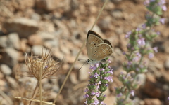 Polyommatus admetus