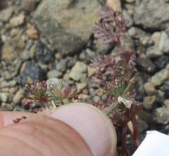 Lomatium dasycarpum