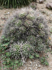 Mammillaria compressa