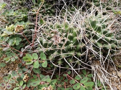 Mammillaria compressa