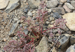 Lomatium dasycarpum