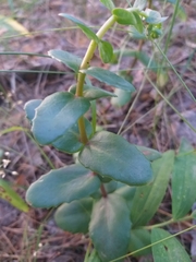 Hylotelephium maximum ruprechtii