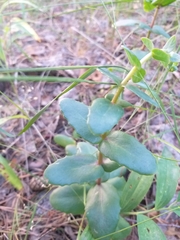 Hylotelephium maximum ruprechtii