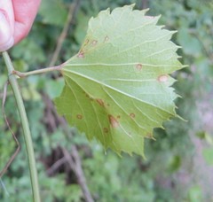 Vitis acerifolia