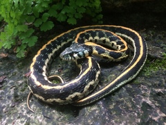 Thamnophis cyrtopsis ocellatus