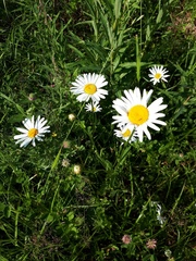 Leucanthemum vulgare