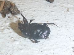 Copris lugubris