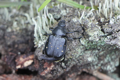 Gnorimus variabilis