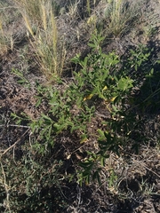 Pediomelum tenuiflorum