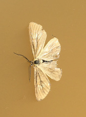 Phryganidia californica