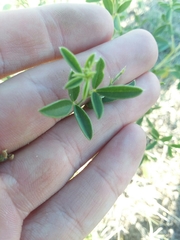 Pediomelum tenuiflorum