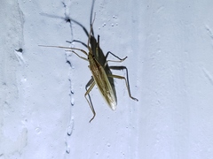 Stenodema trispinosum