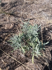 Picradeniopsis oppositifolia