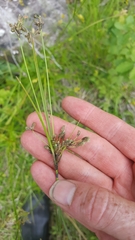 Scirpus atrocinctus