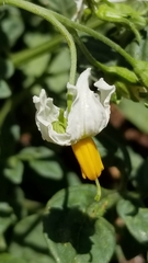 Solanum jamesii