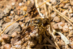 Thyridanthrax nugator