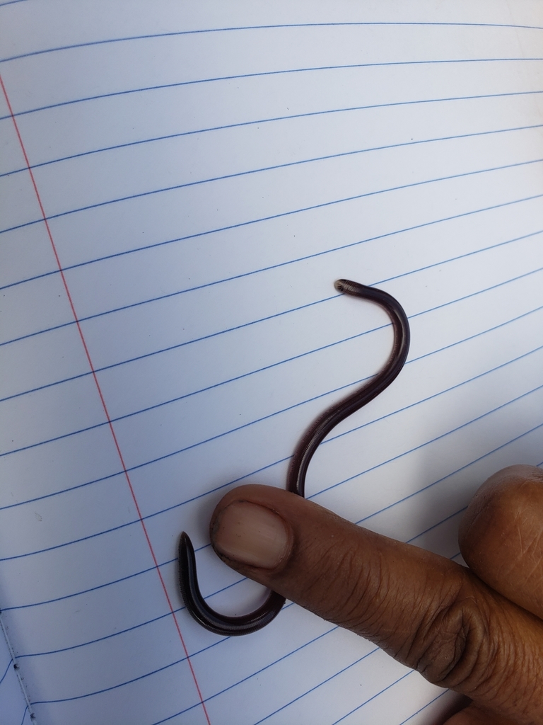 Jamaica Worm Snake