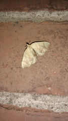 Eulithis diversilineata