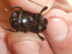 Copris lugubris