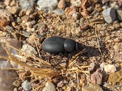 Phymatiotris quadricollis