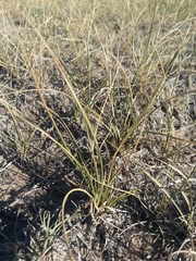 Carex duriuscula
