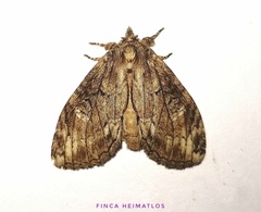Lusurini