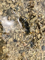 Gonodactylus chiragra