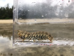 Gonodactylus chiragra