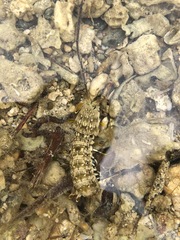 Gonodactylus chiragra