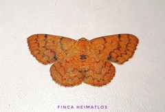 Semaeopus orbistigma