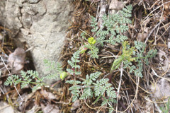 Lomatium utriculatum