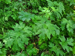 Heracleum scabrum