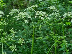 Heracleum scabrum
