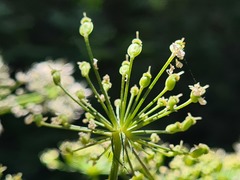 Heracleum scabrum